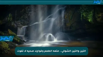 التين والتين الشوكي.. متعة الطعم وفوائد صحية لا تفوت